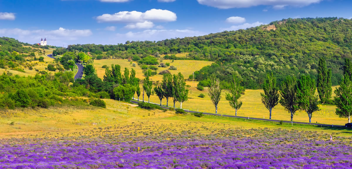 lavender fields and rolling green hills in hungary's rural countryside
